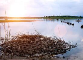 Dry branches on the beach photo