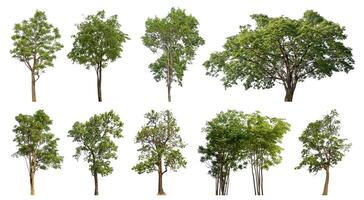 colección árbol cortar fuera desde original antecedentes y reemplazar con blanco antecedentes para fácil a selección. foto