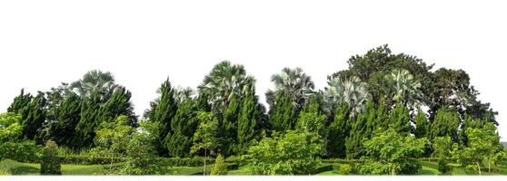 Green Trees isolated on white background.are Forest and foliage in summer for both printing and web pages with cut path and alpha channel photo