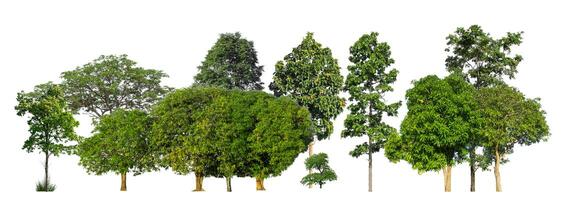 árboles verdes aislados sobre fondo blanco. bosque y hojas en hileras de árboles y arbustos de verano foto