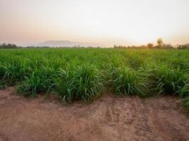 Caña de azúcar plantaciones y Caña de azúcar cultivo en el noche, puesta de sol foto