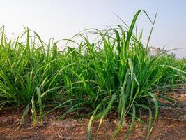 Sugarcane plantations,the agriculture tropical plant in Thailand photo