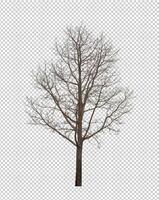 Tree on transparent picture background with clipping path, single tree with clipping path and alpha channel photo