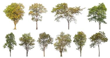 Collection tree cut out from original background and replace with white background for easy to selection. photo