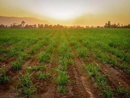 Sugarcane plantations and sugarcane cultivation in the evening, sunset photo