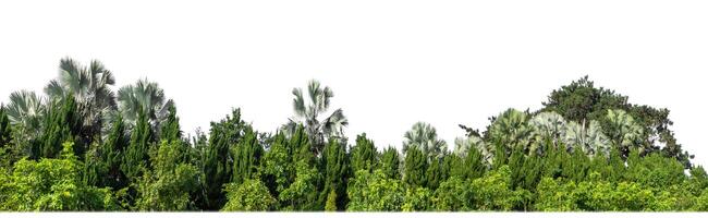 Green Trees isolated on white background.are Forest and foliage in summer for both printing and web pages with cut path and alpha channel photo