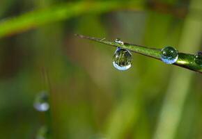Dew drop on a blade of grass photo