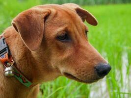 Dog sitting in green grass photo