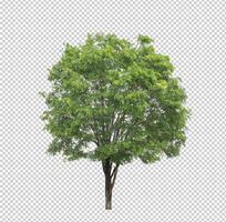 Tree on transparent picture background with clipping path, single tree with clipping path and alpha channel photo