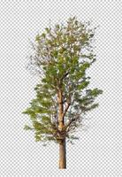 Tree on transparent picture background with clipping path, single tree with clipping path and alpha channel photo