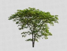 Tree on transparent picture background with clipping path, single tree with clipping path and alpha channel photo