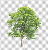 Tree on transparent picture background with clipping path, single tree with clipping path and alpha channel photo