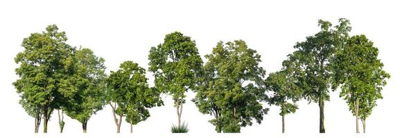 Green trees isolated on white background. forest and leaves in summer rows of trees and bushes photo
