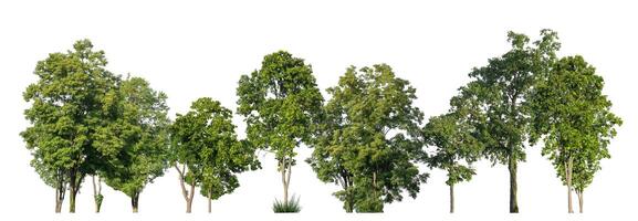 árboles verdes aislados sobre fondo blanco. bosque y hojas en hileras de árboles y arbustos de verano foto