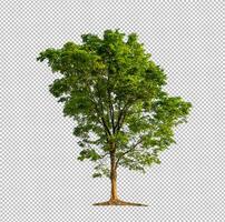 Tree on transparent picture background with clipping path, single tree with clipping path and alpha channel photo