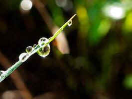 Dew drop on a blade of grass photo