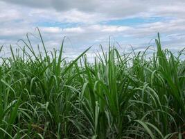 Sugarcane plantations,the agriculture tropical plant in Thailand photo