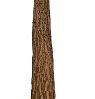 Tree trunk Isolated On White Background photo