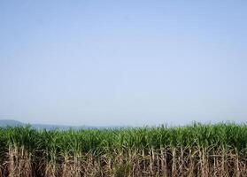 Sugarcane plantations,the agriculture tropical plant in Thailand photo