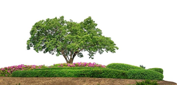 Green trees isolated on white background forest and summer foliage for both print and web with cut path and alpha channel photo