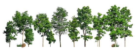 Trees green island isolated on white background photo