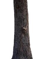 The trunk of the tree stands on a white Background photo