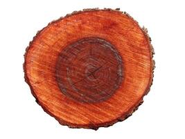 Round cut down tree with annual rings as a wood texture. photo