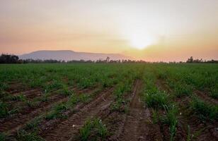 plantaciones de caña de azúcar, la planta agrícola tropical en tailandia foto