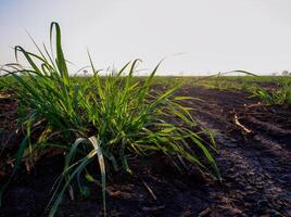 Sugarcane plantations,the agriculture tropical plant in Thailand photo