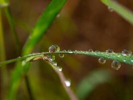 Drop of dew in morning on leaf photo