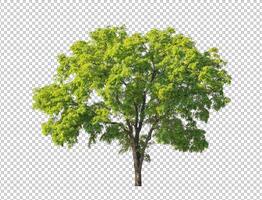 Tree on transparent picture background with clipping path, single tree with clipping path and alpha channel photo