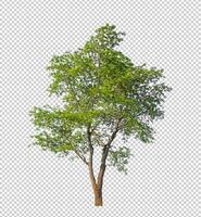 Tree on transparent picture background with clipping path, single tree with clipping path and alpha channel photo