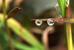 gota de rocío en una brizna de hierba foto