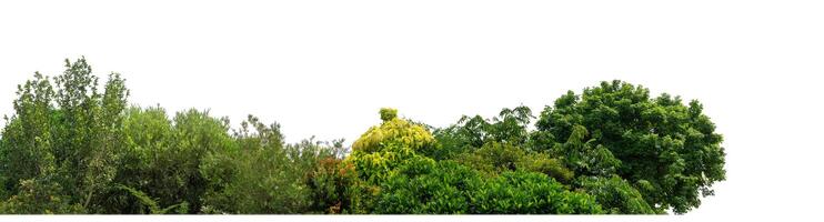 Green Trees isolated on white background.are Forest and foliage in summer for both printing and web pages with cut path and alpha channel photo