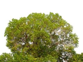 árbol aislado sobre fondo blanco foto