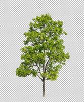 Tree on transparent picture background with clipping path, single tree with clipping path and alpha channel photo