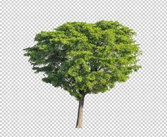 Tree on transparent picture background with clipping path, single tree with clipping path and alpha channel photo