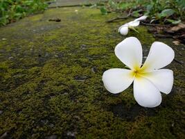 White flowers on the road. photo