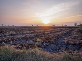 los agricultores de caña de azúcar están cosechando caña de azúcar en la temporada de cosecha. foto