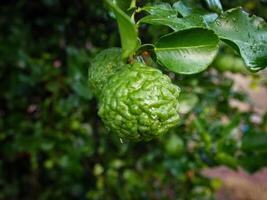 Bergamot and green leaves on the tree. photo