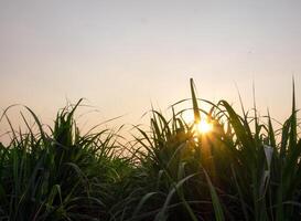 plantaciones de caña de azúcar, la planta agrícola tropical en tailandia foto