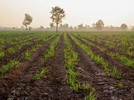 Sugarcane plantations,the agriculture tropical plant in Thailand photo