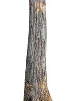 maletero de el árbol soportes en un blanco antecedentes foto