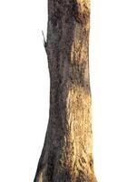 trunk of the tree stands on a white Background photo