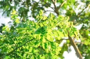 Rain tree or Samanea saman, LEGUMINOSAE MIMOSOIDEAE photo