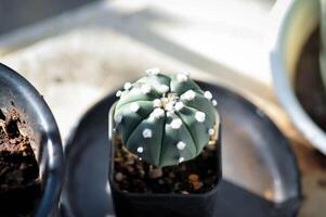 astrophytum asterias desnudo, astrophytum cactus foto