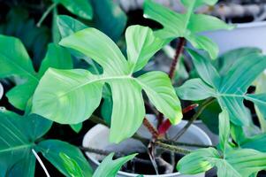 Philodendron pedatum, Philodendron or ARACEAE photo