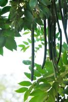 Cassia fistula ,LEGUMINOSAE CAESALPINIOIDEAE or Pudding Pine or Indian Laburnum or Golden Shower seed photo