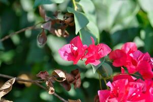 Bougainvillea or paper flower , red paper flower photo