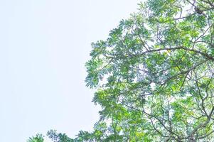 Rain tree or Samanea saman, LEGUMINOSAE MIMOSOIDEAE photo